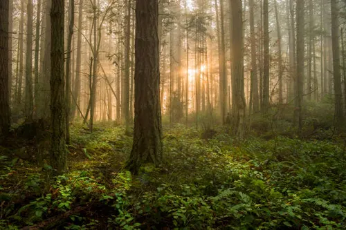 Dense deodar forest trail with tall cedar trees and dappled sunlight